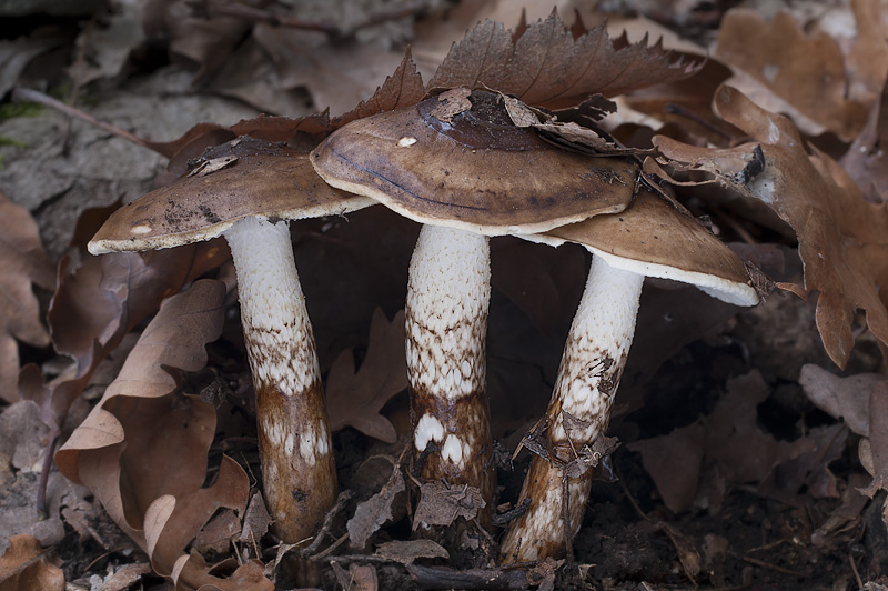 Hygrophorus persoonii